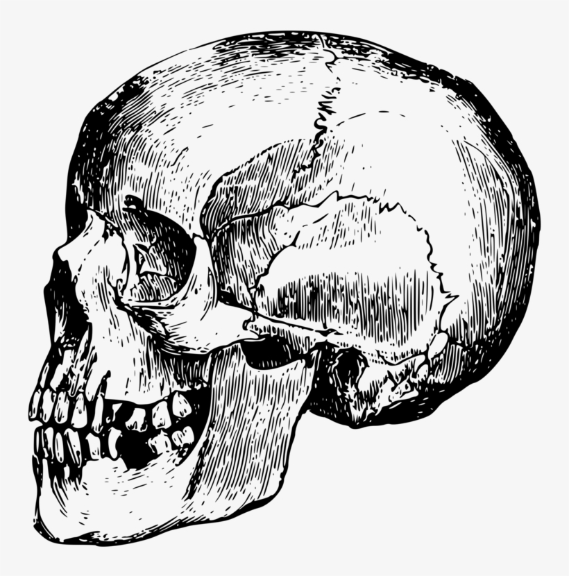 Skull Bone Head Human Skeleton - Dead Head Png, transparent png #776400