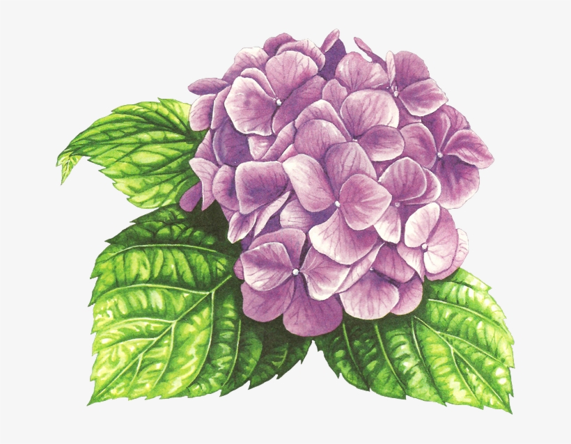 Bottle Caps, Drawing Ideas, Violets, Box Templates, - Drawing, transparent png #776556