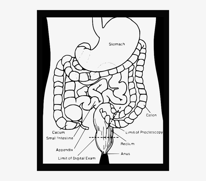 Black, Model, Science, Diagram, Simple, Outline - Draw Your Digestive System, transparent png #778333