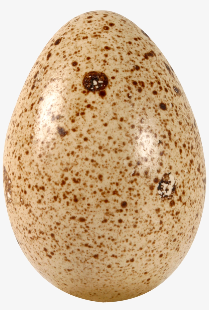 Png Egg, transparent png #779155