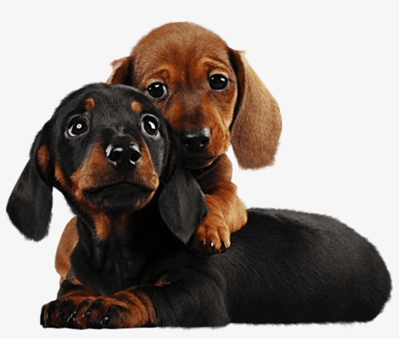 Two Cute Puppies Png Clipart - Puppies Png, transparent png #779313