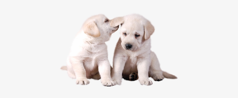 Dog, transparent png #779379