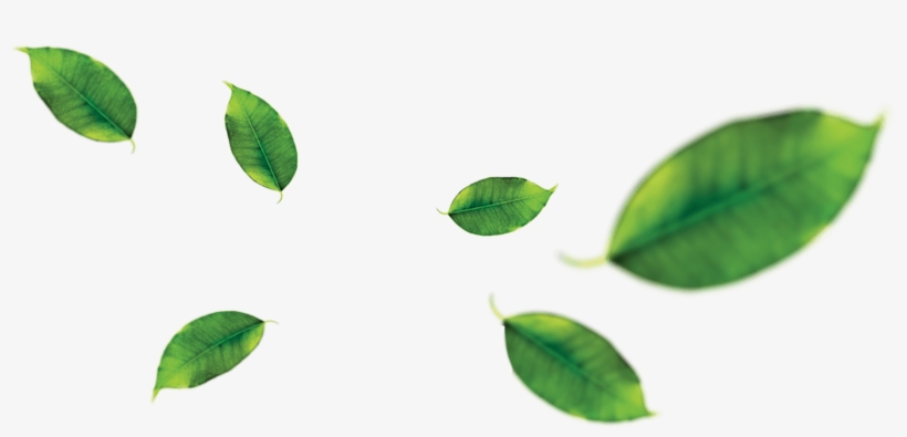 Peela Prides Itself On Our Premium Quality Juices Made - Orange Leaf Png, transparent png #779879