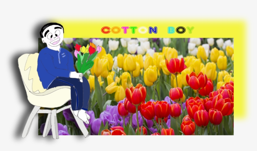 March 2, 2018 By Cotton Boy - Orange Tulips Meaning, transparent png #7701477