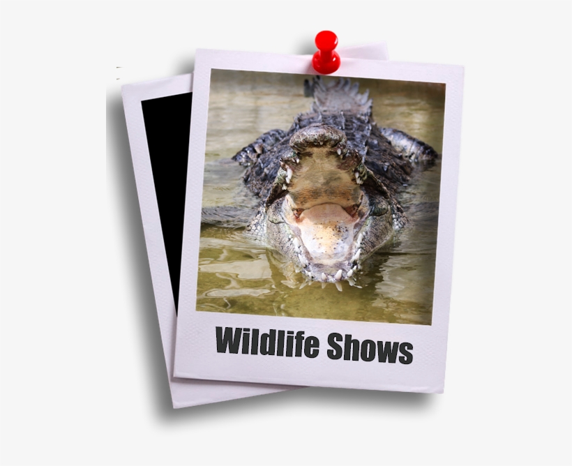 Shows - Htc Wildfire S Black, transparent png #7702225