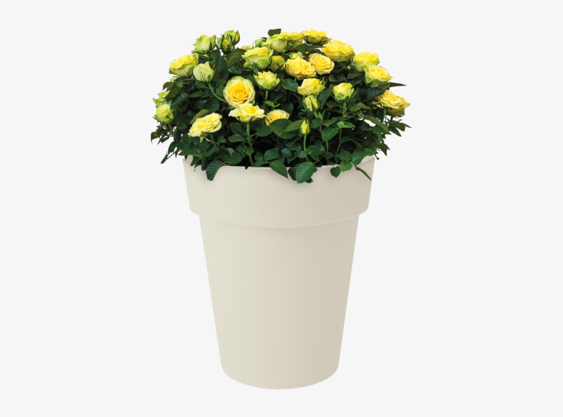 Home > Collection > Green Basics Top Planter High - Flowerpot, transparent png #7702419