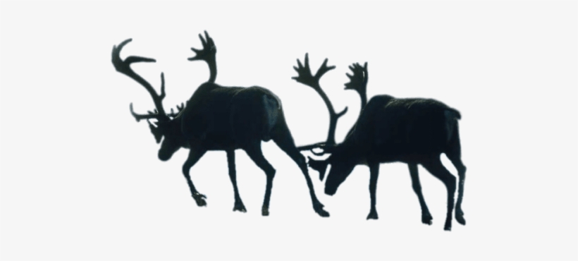 Download Two Walking Reindeer Png Images Background - Elk, transparent png #7702558