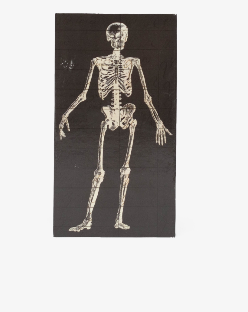 Skeleton, transparent png #7703957