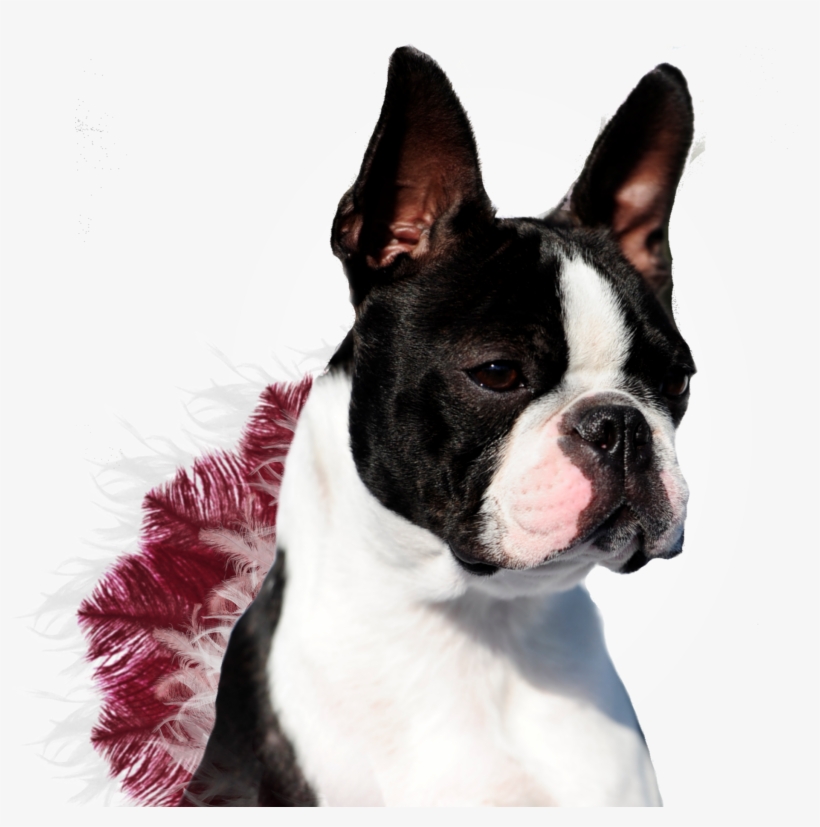 Boston Terrier, transparent png #7704446