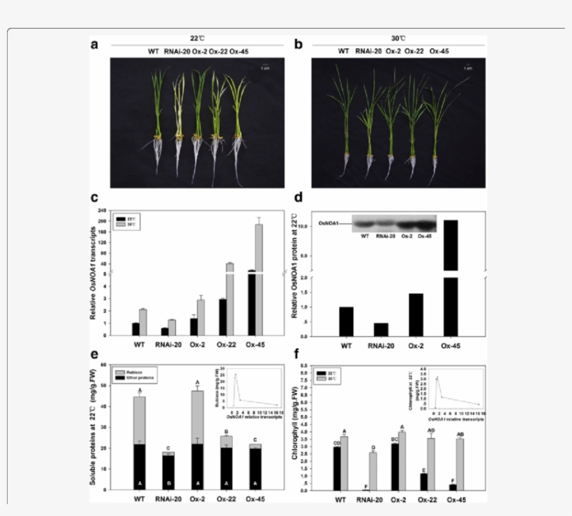 Phenotypes Of Transgenic Plants Along With Wt Grown - Diagram, transparent png #7710802