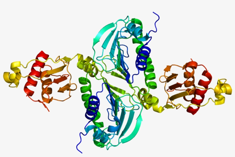 Pms2 - Mlh1 Protein, transparent png #7711027