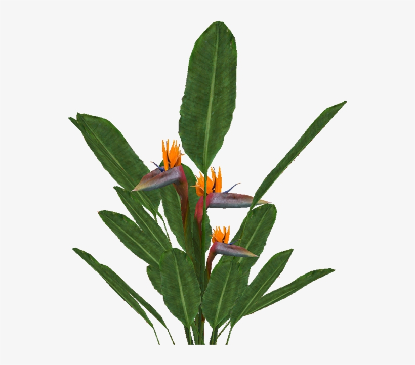 Bird Of Paradise - Bird Of Paradise Png, transparent png #7712712