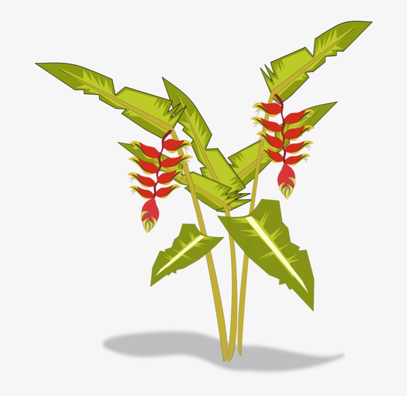 Heliconia Psittacorum Heliconia Bihai Heliconia Wagneriana - Heliconia Png, transparent png #7712849