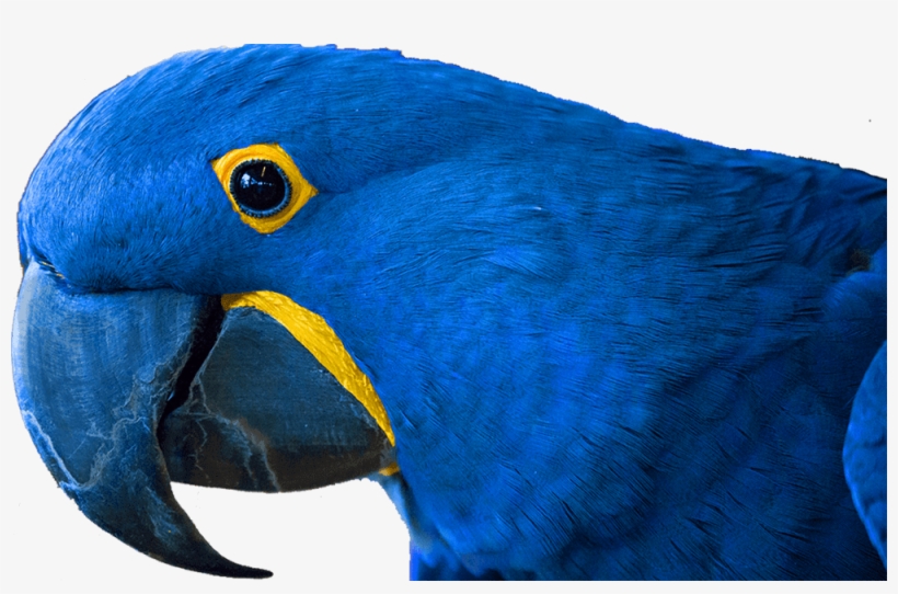 Bird Kingdom Niagara Falls, Canada - Macaw, transparent png #7713063