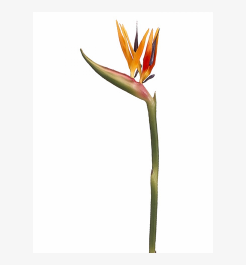 37" Bird Of Paradise Spray X2 Orange Yellow - Bird Of Paradise, transparent png #7713208