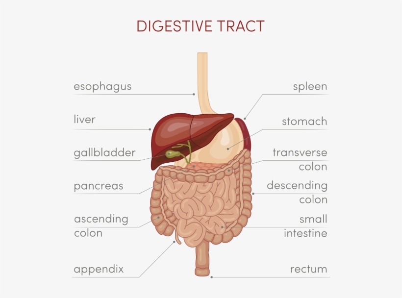 Imagenes De Tracto Digestivo, transparent png #7720842