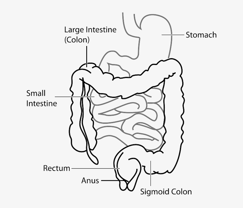 Rectum Meaning In Urdu, transparent png #7721067