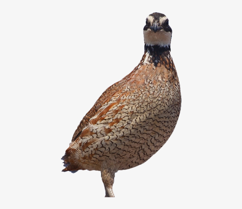 That Parasites Are Responsible For The Decimation Of - Quail, transparent png #7721759