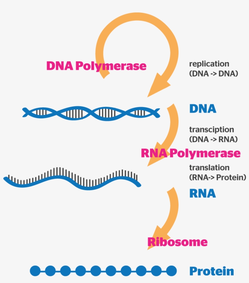 Gene Expression - Tan, transparent png #7722545