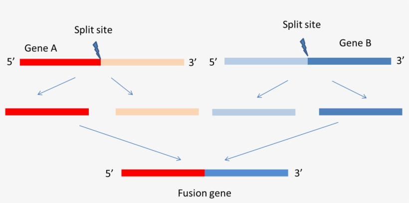 Fusioncancer A Database Of Cancer Fusion Genes Derived - Diagram, transparent png #7723468