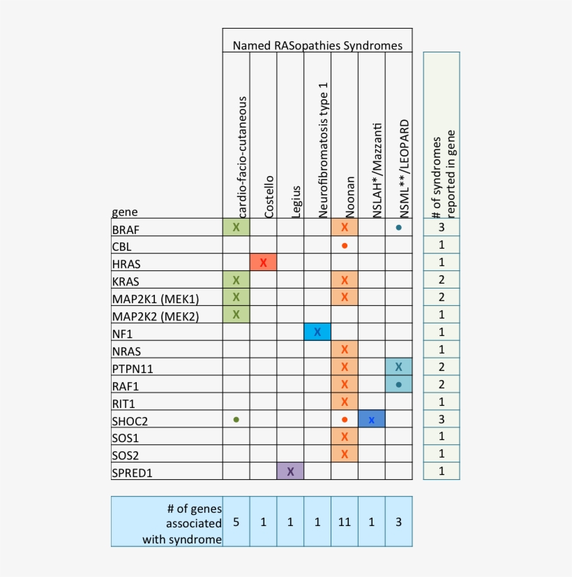 Rasgenes - Rasopathies Genes, transparent png #7723546