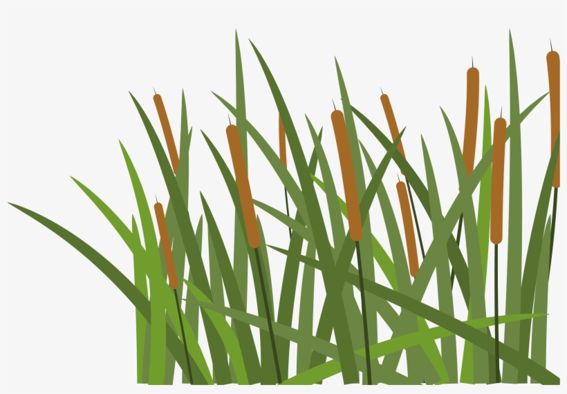 Hoochie's Denton - Grass, transparent png #7723841