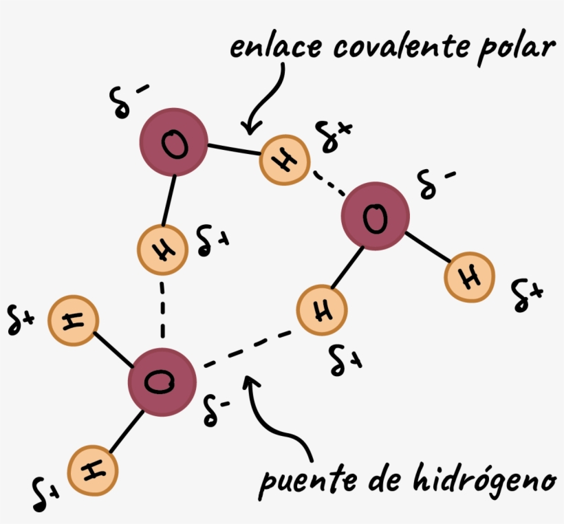 Moléculas De Agua Formando Un Puente De Hidrógeno - Water Molecule With Labels, transparent png #7724993