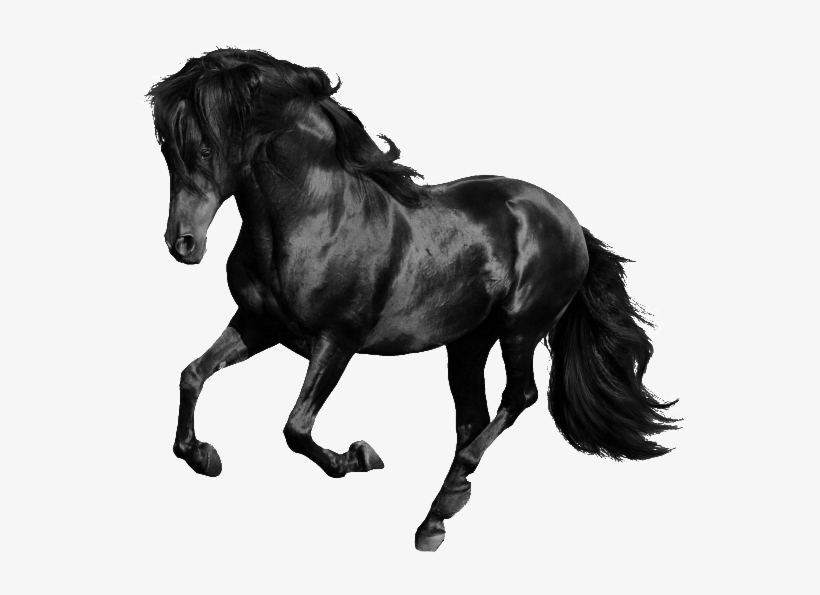 Black Horse - Black Horse White Background, transparent png #7727654