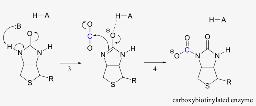 Image100e - Biotin Active Site, transparent png #7732336
