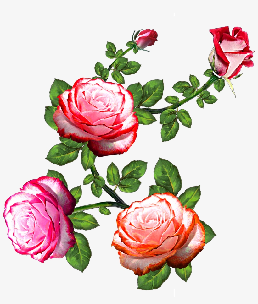 Vector,flower,vector Art,flower Vector,vector Flower - Flower Rose, transparent png #7733323