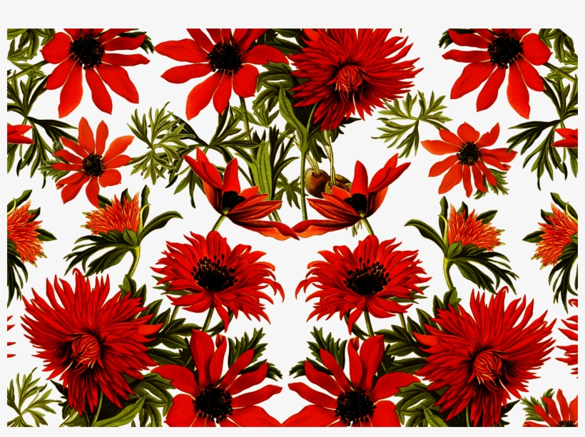 Vector,flower,vector Art,flower Vector,vector Flower - Chrysanths, transparent png #7734243