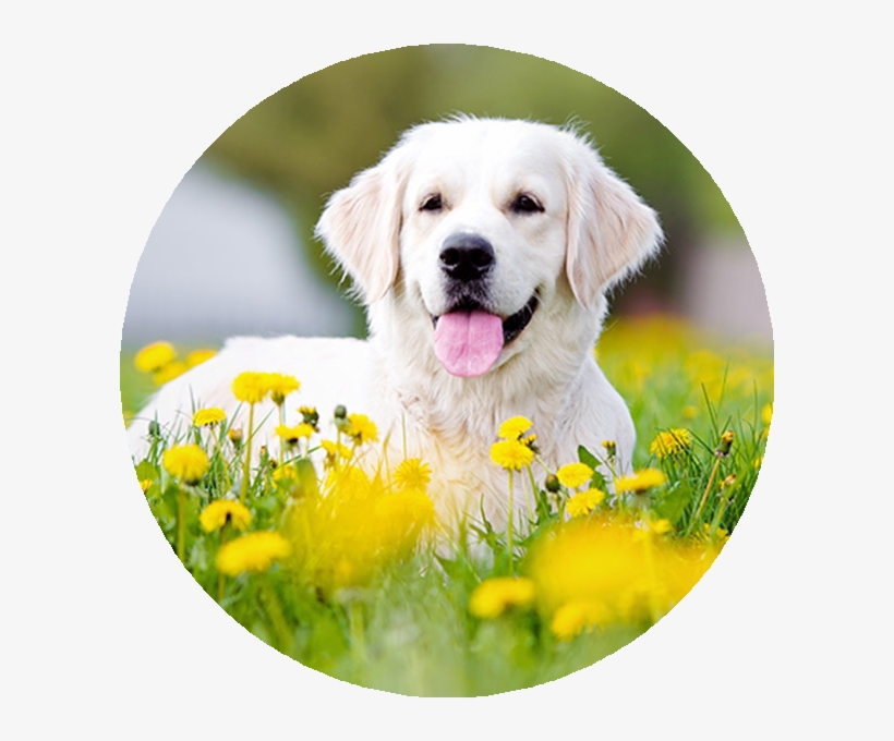 Cropping An Image In A Circular Way, Using Python [duplicate] - Golden Retriever Pups In Yellow Flowers, transparent png #7734346