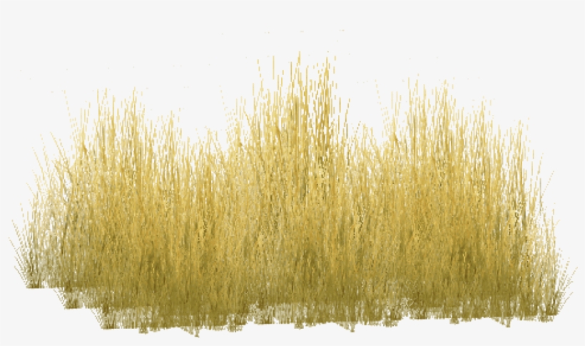 Free Png Download Yellow Grass Png Images Background - Freshwater Marsh, transparent png #7734386