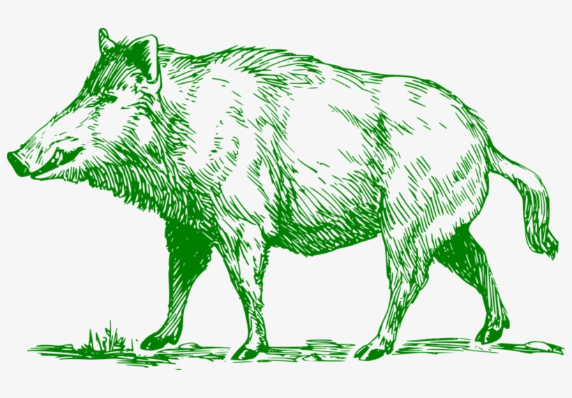 The Process - Wild Boar Black And White Clipart, transparent png #7736847