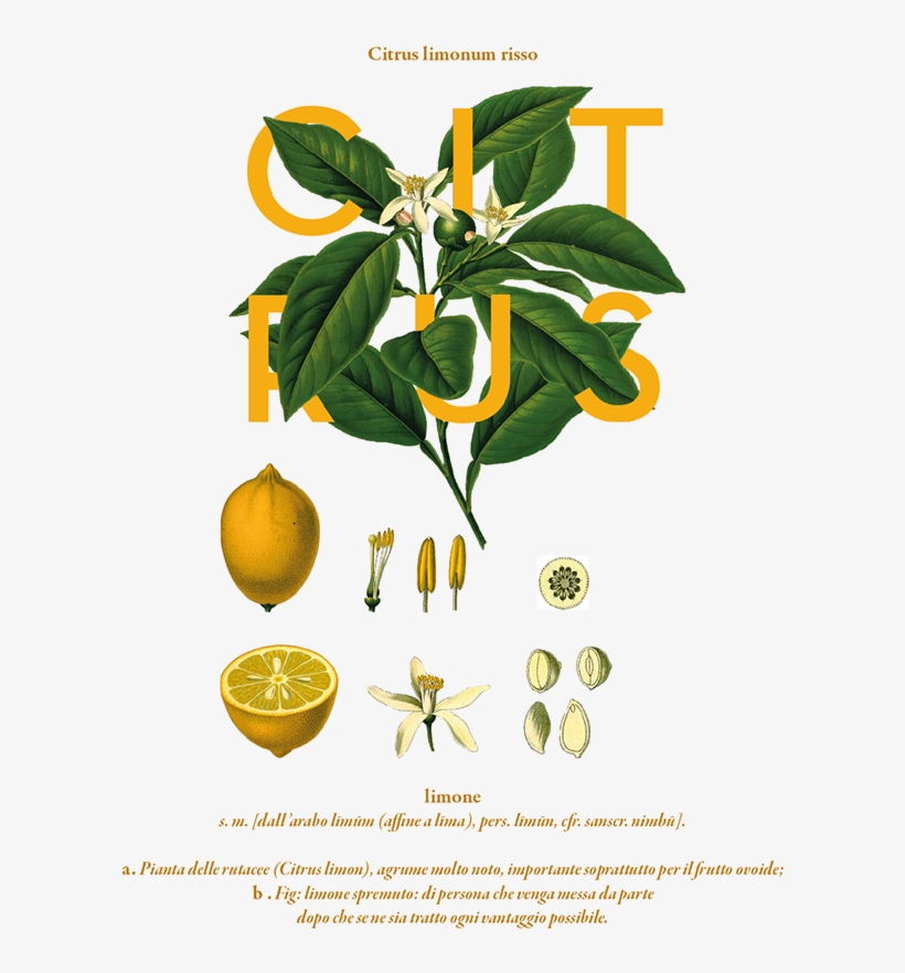 The Creative Garden By Rachel Verrengia, Via Behance - Citrus Limon L Osbeck, transparent png #7738272