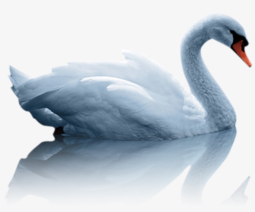White Duck Png, transparent png #7738985