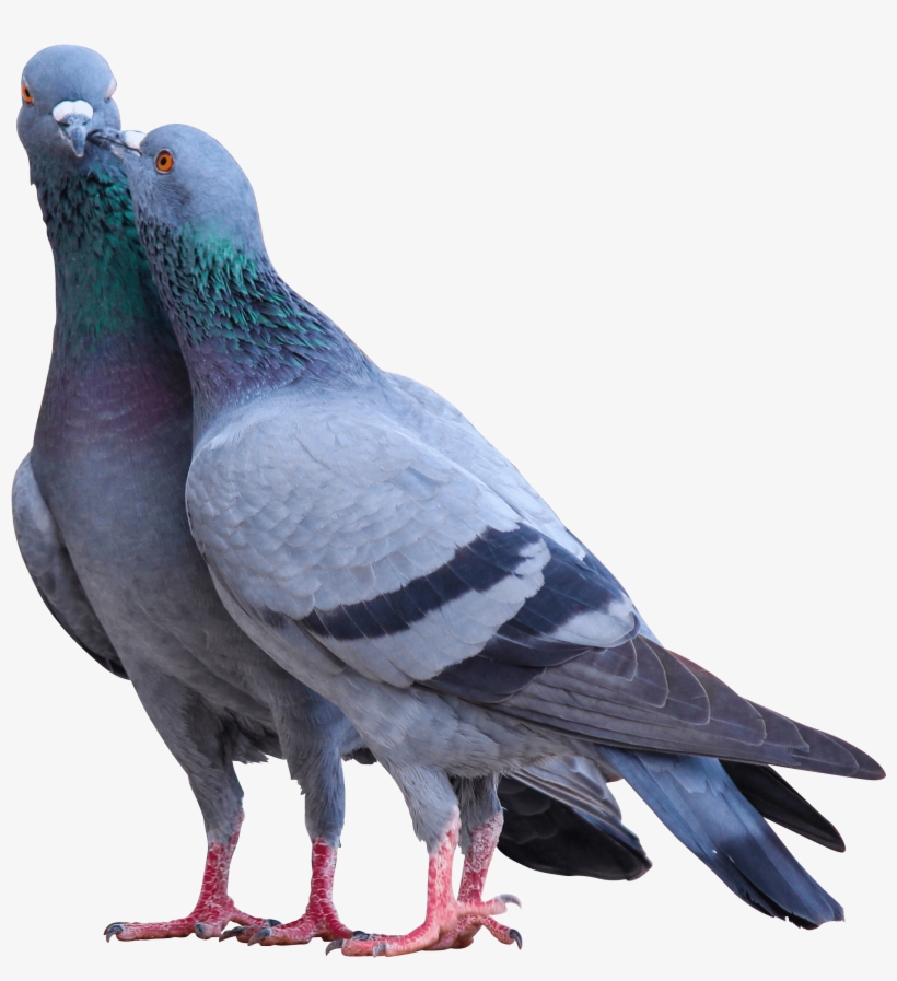 Download - Birds, transparent png #7740659