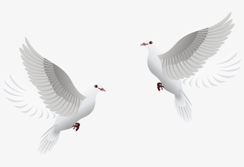 Transparent Wedding Dove Png, transparent png #7741119