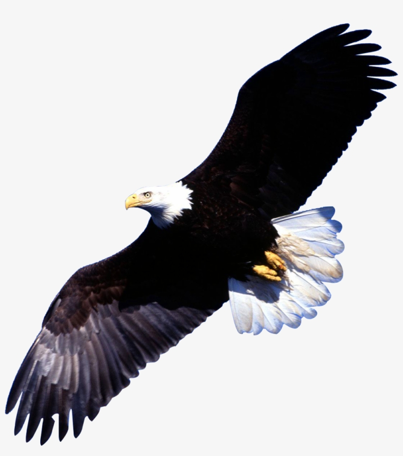 Eagle Png Image - Transparent Background Images Animals, transparent png #7742265