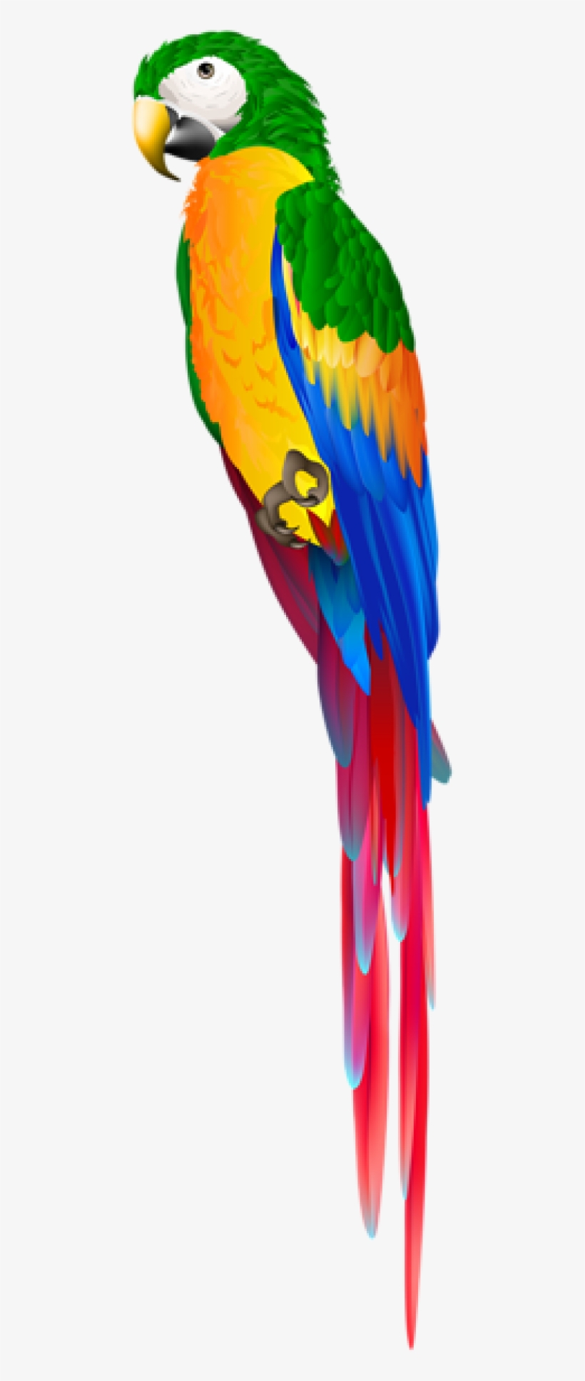 Free Png Download Parrot Green Png Images Background - Transparent Clipart Parrot, transparent png #7742632