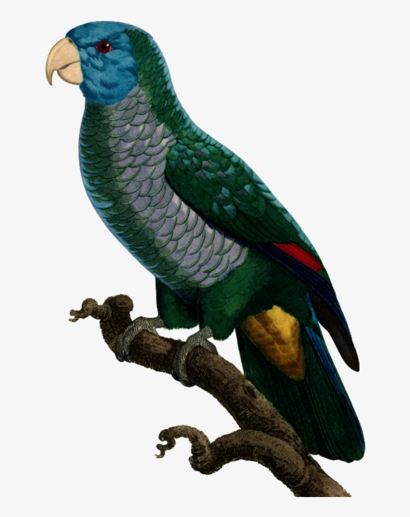 Mq Sticker - Parrot, transparent png #7742851