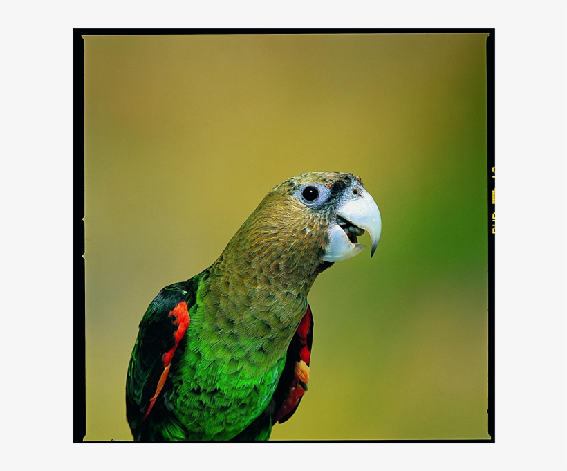 Png Free Download New Species Found Hiding In Plain - Cape Parrot, transparent png #7743463