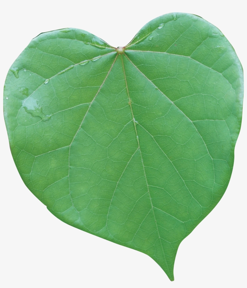 American Aspen, transparent png #7743516