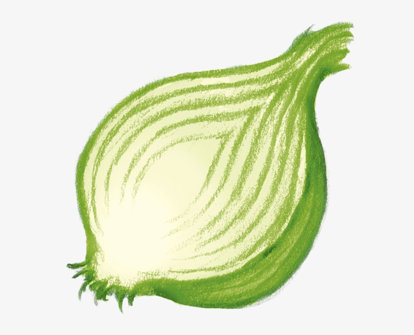 Onion - Illustration, transparent png #7744541