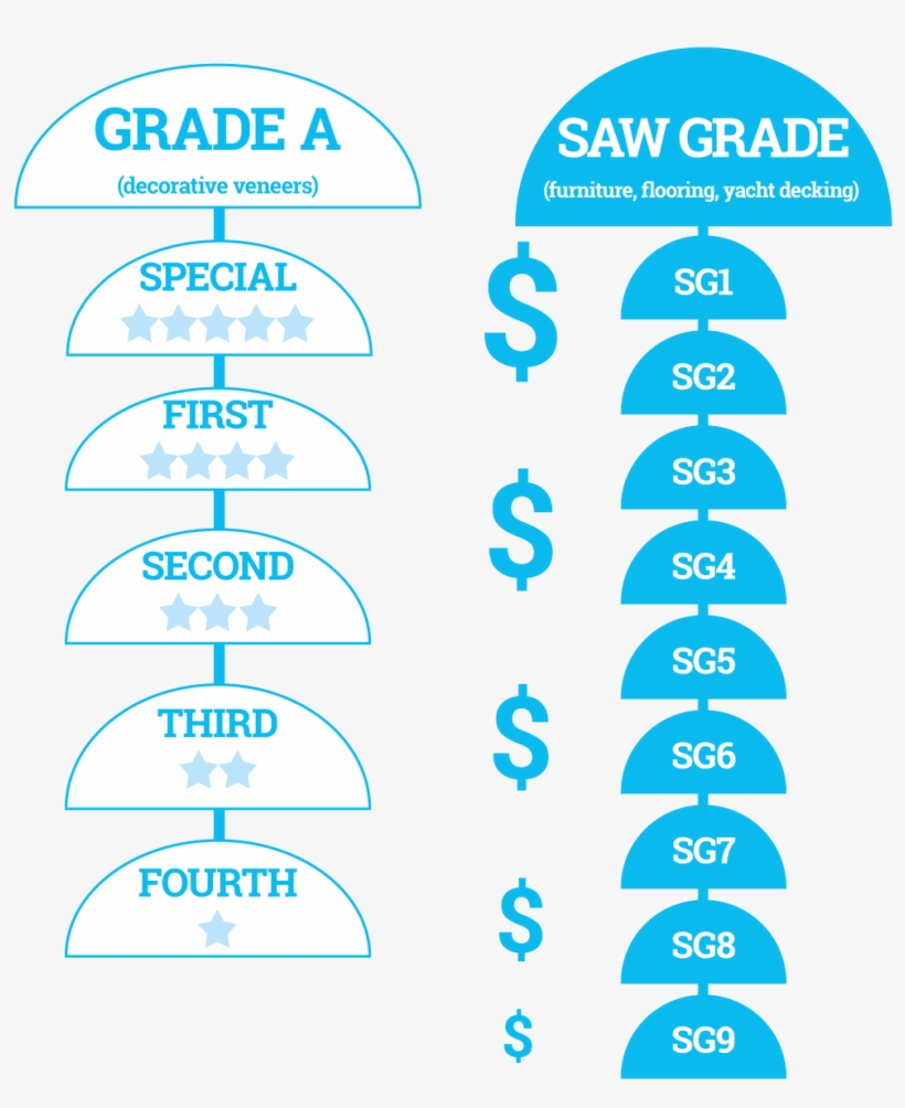 Teak Grading In Myanmar - Circle, transparent png #7745371