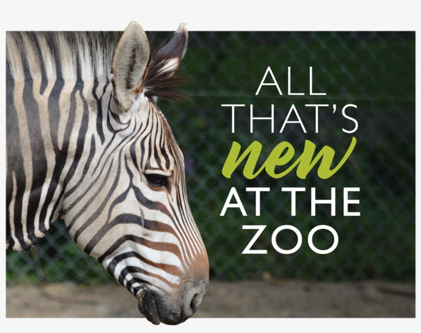 Zebra-1170x857 - Zebra, transparent png #7746869