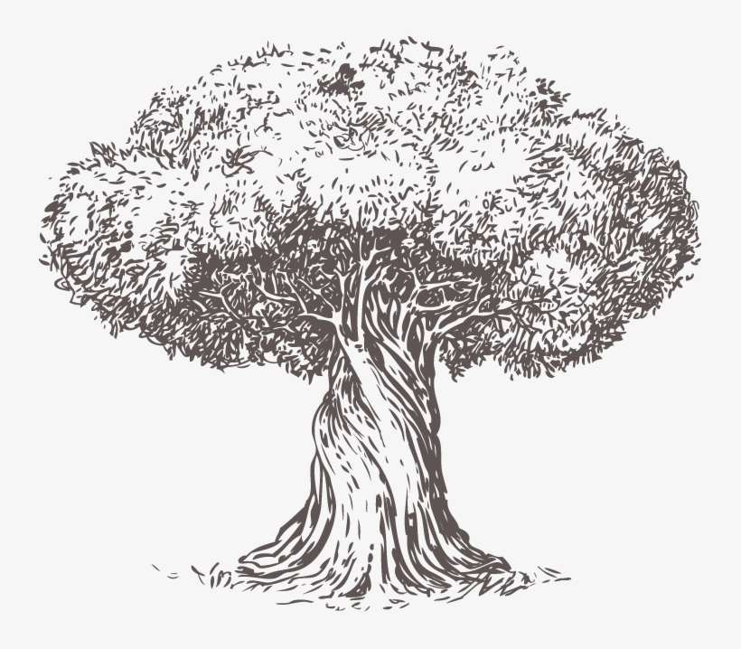 You Know The Adage, “money Can't Buy Happiness” It's - Old Olive Tree Branch Illustration, transparent png #7747032