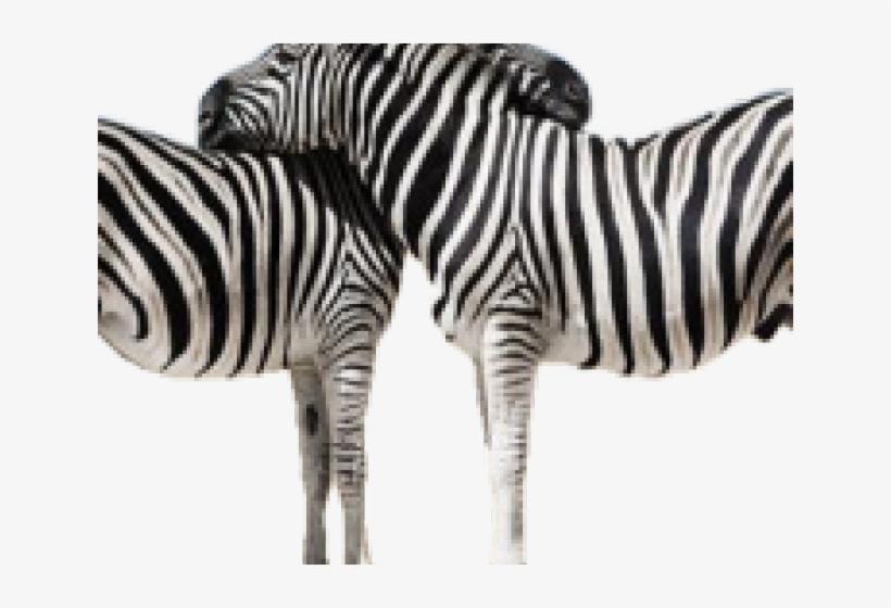 Zebra, transparent png #7747343