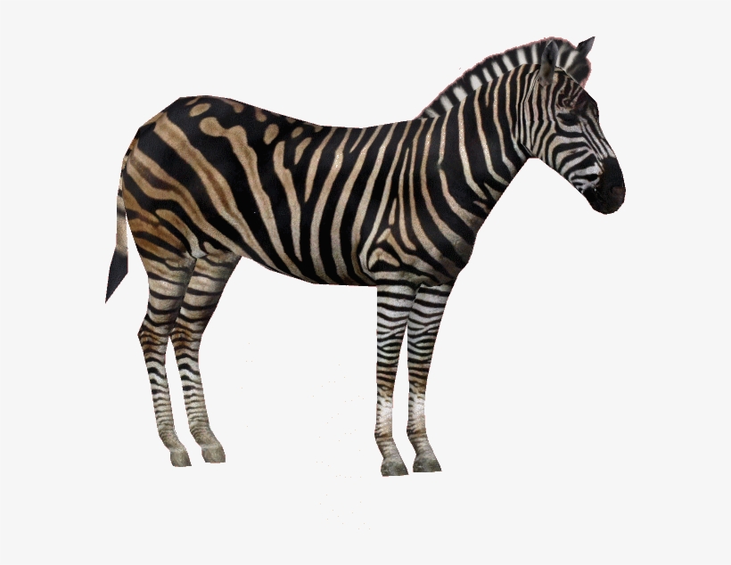 Chapmanzebraam, transparent png #7747986