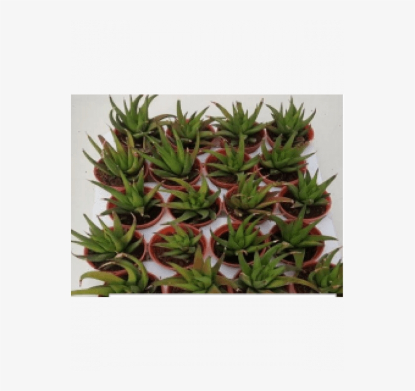 Alworthia 'black Gem' Live Succulent Plants With - Flowerpot, transparent png #7749234